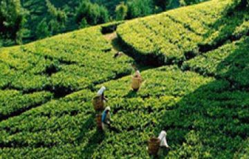 6 Days 5 Nights Kochi to Thekkady Resort Vacation Package