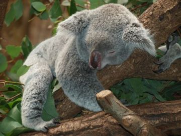 7 Days New Delhi To Sydney Nsw Wildlife Holiday Package