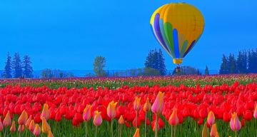 Heart-warming 5 Days Srinagar Honeymoon Vacation Package