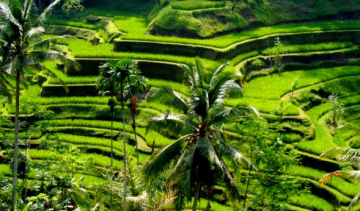 Magical 6 Days 5 Nights Bali Romantic Tour Package