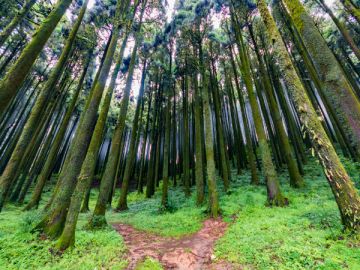 05 DAYS TINCHULEY LEPCHAGAT KALIMPONG OFFBEAT TOUR