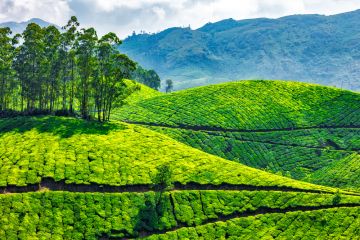 4 Days Cochin to Munnar Alleppey Vacation Package