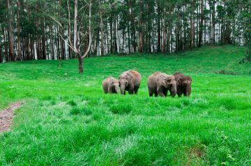 Beautiful 5 Days Cochin to Munnar Thekkady Alleppey Tour Package