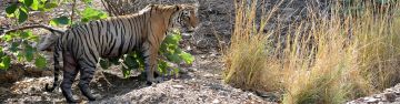 Experience 3 Days Jabalpur to Bandhavgarh Vacation Package