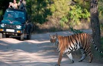 Experience 3 Days Jabalpur to Bandhavgarh Vacation Package