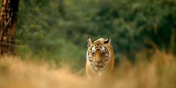 3 Days 2 Nights Umaria to Bandhavgarh Vacation Package