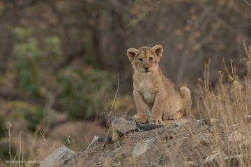 Wildlife Tour Packages  for 02 night and 03 days
