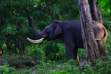Heart-warming 3 Days 2 Nights Wayanad Nature Trip Package