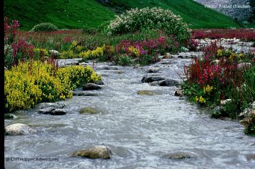 Magical 5 Days Valley Of Flowers with Badrinath Religious Vacation Package