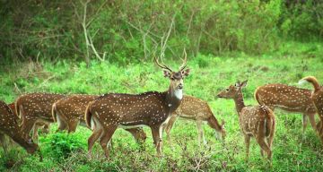 Heart-warming 3 Days Bengaluru to Coonoor Hill Stations Holiday Package