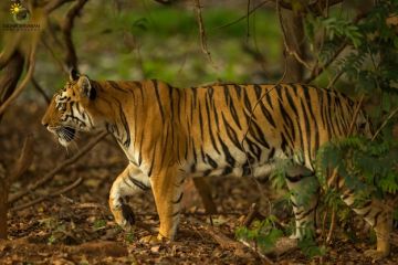 Ecstatic 4 Days 3 Nights Corbett Hill Stations Trip Package