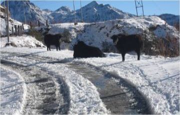 6 Days Siliguri to Nathang Valley Honeymoon Holiday Package