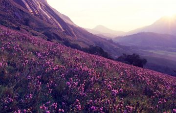 Memorable Cochin Wildlife Tour Package for 4 Days 3 Nights from Kochi