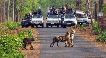 6 Days Delhi to Kausani Wildlife Trip Package