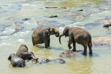 Pleasurable 6 Days Colombo Forest Tour Package
