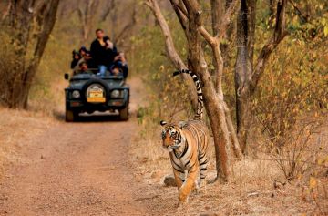 Family Getaway 3 Days Sawai Madhopur with RANTHAMBHORE Trip Package