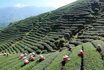 7 Days Siliguri to Gangtok Hill Stations Tour Package