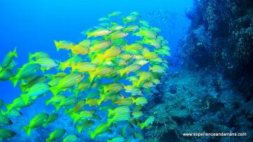 Experience 5 Days 4 Nights HAVELOCK ISLAND Luxury Vacation Package