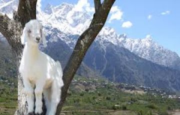 Ecstatic 8 Days Delhi To Shimla Wildlife Holiday Package