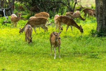 Memorable 6 Days 5 Nights Kandy Friends Holiday Package