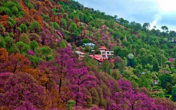 4 Days Chandigarh to Kasauli Honeymoon Vacation Package