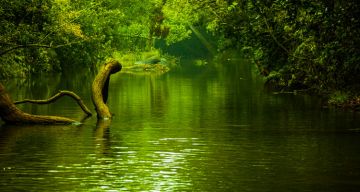 Ecstatic 7 Days Madikeri to Wayanad Nature Trip Package