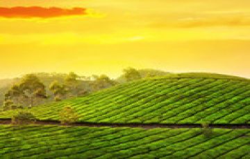 Magical Alleppey Weekend Getaways Tour Package for 5 Days from Kerala, India