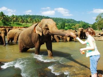 11 Days 10 Nights Colombo to Dambulla Tour Package