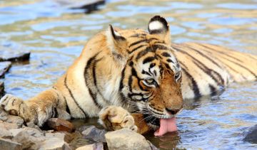 Heart-warming 4 Days Jaipur to Ranthambhore Fort Hill Stations Tour Package