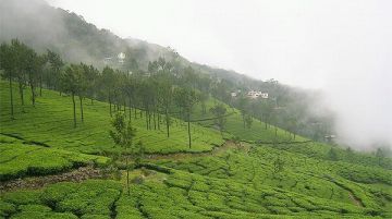 3 Days Kochi to Munnar Hill Stations Trip Package