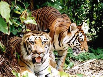 Family Getaway 4 Days 3 Nights Ranchi with Netarhat Trip Package