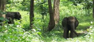 Magical 3 Days Wayanad Hill Stations Vacation Package