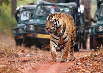 4 Days 3 Nights Jaipur to Ranthambhore Massage Tour Package