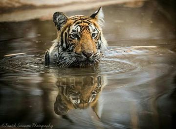 Family Getaway 3 Days 2 Nights Ranthambhore Vacation Package