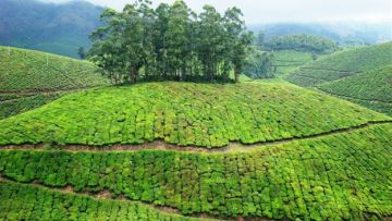 Pleasurable Cochi Family Tour Package for 4 Days 3 Nights from Kochi