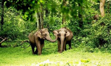 Pleasurable Wayanad Honeymoon Tour Package for 3 Days