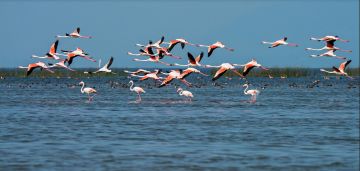 Ecstatic 8 Days 7 Nights Chilika Culture Vacation Package