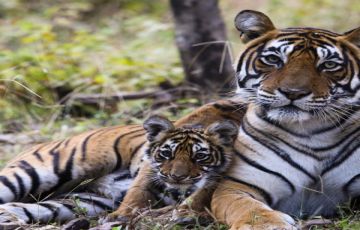 Magical 7 Days New Delhi to Ranthambhore Fort Trip Package