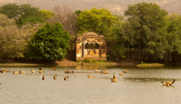 Memorable 2 Days Sawai Madhopur to Ranthambore Wildlife Vacation Package