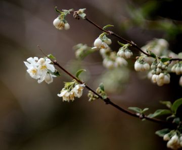 Pleasurable 6 Days Joshimath Mountain Holiday Package