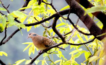 Pleasurable 6 Days Joshimath Mountain Holiday Package