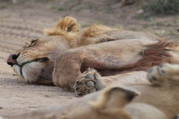 Amazing 2 Days Ngorongoro Crater, Tanzania to Ngorongoro Crater Trek Vacation Package