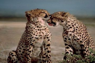 Amazing 2 Days Ngorongoro Crater, Tanzania to Ngorongoro Crater Trek Vacation Package