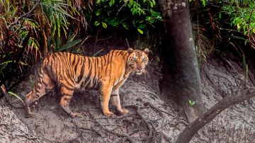 Amazing 3 Days Sunderban Water Activities Tour Package