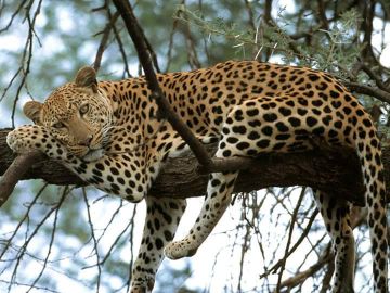 Ecstatic Masai Mara Wildlife Tour Package for 4 Days 3 Nights from Nairobi