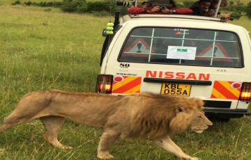 Ecstatic Masai Mara Wildlife Tour Package for 4 Days 3 Nights from Nairobi