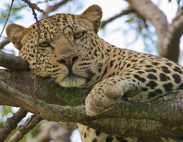 Ecstatic Masai Mara Wildlife Tour Package for 4 Days 3 Nights from Nairobi