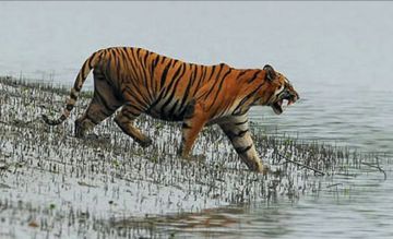 Memorable 3 Days Kolkata Temple Holiday Package