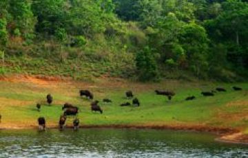Heart-warming 5 Days Thekkady Family Holiday Package