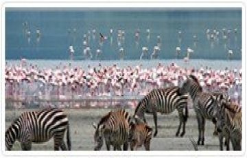 Memorable 4 Days 3 Nights Lake Nakuru Wildlife Vacation Package